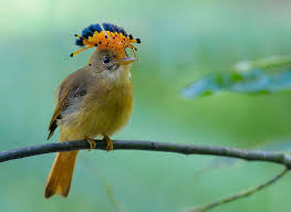 Birds Of A Feather Song Rio Atlantic Royal Flycatcher Female Itatiaia Rio De Janeiro Brazil Beautiful Birds Birds Online Flycatcher