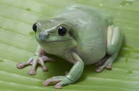 From blue and snowflake adults. White S Tree Frog Care Guide Habitat Diet Behavior Everything Reptiles