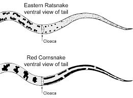 Their scale colors can be lovely combinations of tan, golden brown and. Red Cornsnake