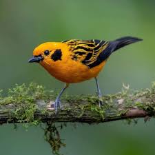 Nature On Instagram Sigue Word Nature5 Para Videos Y Fotos Asi In 2020 Beautiful Birds Nature Animals Bird Photo