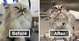 Larger dogs will need more space so choosing somewhere such as a shower or bathtub can work well. 63 Hilarious Animals Before And After A Bath Bored Panda