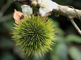 Image result for Caloncoba