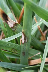 Dollar spot of turfgrass