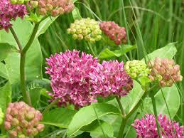 Formation occurs, the pods of common milkweed are hairy and warty, whereas those of purple milkweed are downy but without warts. Plant Of The Moment Purple Milkweed The High Line