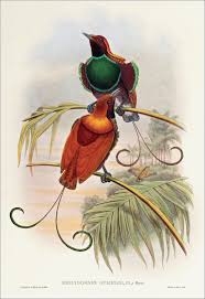 Animal Bird Of Paradise Drawing Richard Bowdler Sharpe Birds Of Paradise 42 Bird Art Bird Illustration Birds Of Paradise