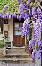 Image result for Wisteria