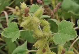 Image result for Xanthium