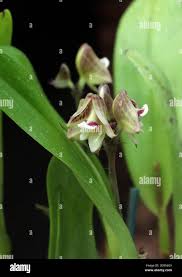 Image result for Polystachya galeata