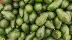 Wann man avocados ernten sollte und wie man erkennt, ob eine avocado reif ist, sind zwei fragen, die hand in hand gehen. Avocado Lagern So Bewahrst Du Die Trendige Frucht Auf