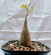 Image result for Gerrardanthus lobatus