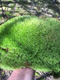 Cushion Moss Plants Moss Moss For Sale