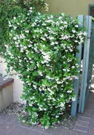 Star Jasmine Can T Wait To Start Training This Gorgeous Sweet Smelling Baby To Climb Up My Trachelospermum Jasminoides Small Backyard Landscaping Moon Garden
