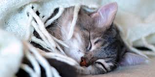 Bowel cancer, also called colorectal cancer, is the second biggest cause of cancer death in australia. Inflammatory Bowel Symptoms And Treatment Feline Friendly Care