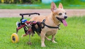 diy dog wheelchair how to make a