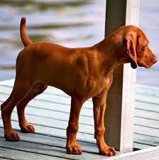 Hungarian Vizsla Puppy Photo Alexa Grey On Pinterest Com Vizsla Dogs Vizsla Vizsla Puppies