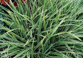 Ice Dance Japanese Sedge Japanese Sedge Ice Dance Monrovia Plants