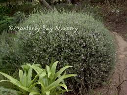 It arose in cultivation at wynyabbie nursery, jindalee, queensland. Monterey Bay Nursery Plants W