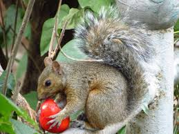 Pungent includes hot, and that includes mustard greens. Do Squirrels Eat Tomatoes Gardensall Pest Control