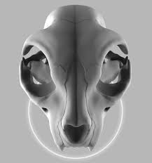 How well do you know the bones in your body? Laurene Lejeune Cat Skull Anatomy Practice