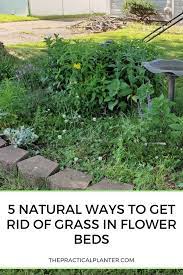See full list on freshideastudio.com 5 Natural Ways To Get Rid Of Grass In Flower Beds The Practical Planter