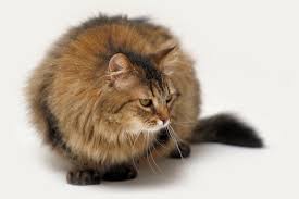 Ten fluffy kitties, big and small, plus tips on caring for that special coat. Big Beautiful Fluffy Brown Cat On A White Background Stock Photo Adobe Stock