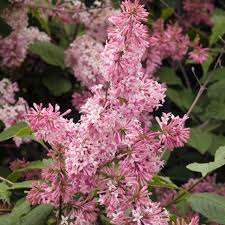 Image result for Syringa prestoniae