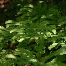Image result for Adiantum