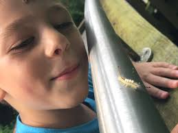 Hey guys, I'm seeing dozens of these little guys in my backyard. I'm trying  to snap pictures but they're active. Asking for an ID to confirm, and any  insight to their activity.