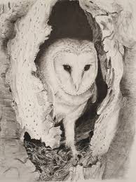 Grass owls in good seasons. Birds Graphite Owls End Art