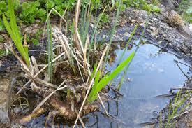 Ist ihr pool im garten die einzige wasserquelle in der näheren umgebung, dann zieht dieser noch mehr mücken und andere insekten an, vor allem in sehr heißen sommern. Muckenlarven Im Teich Mucken Im Gartenteich Bekampfen Gartenlexikon De