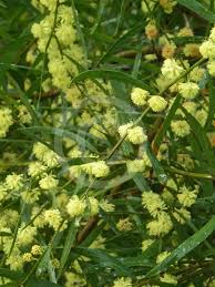 Image result for Acacia lasiopetala