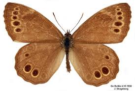 Image result for Lopinga achine