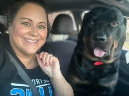 The Rottweiler's courageous and protective instincts make them natural  guardians. The breed arrived in Rottweil, Germany centuries ago with Roman  legions and became valuable working companions as cattle drivers and money  guards.