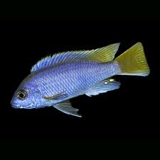 Image result for Xylopia lukei