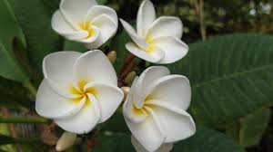 540 jeruju = acanthus ilicifolius. Bunga Kamboja Mekar Tanpa Mengenal Musim Berita Daerah