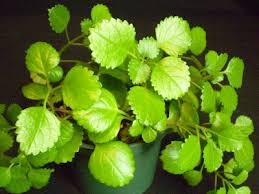 Image result for Plectranthus verticillatus