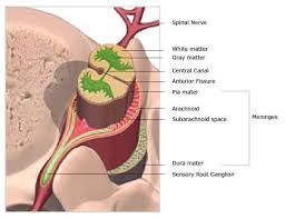 Tumors can form in almost any type of tissue or cell in the brain or spinal cord. Spinal Cord Anatomy Nerves Impulses Fluid Vertebrae Dermatomes