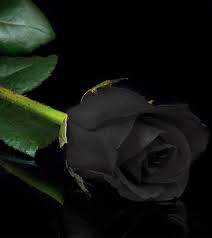 Lunapic Editmirror Black Rose Flower Black Rose Black Rose Tattoos