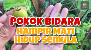 Saya ingin kongsikan pengalaman saya menanam pokok bidara. Kenapa Pokok Bidara Mati
