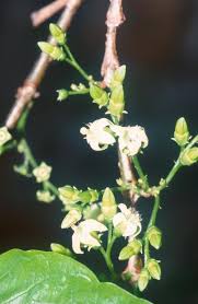 Image result for Vangueria sp.