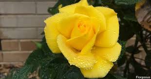 They can grow up to six inches in height. Yellow Roses Names Varieties Meaning And Pictures Florgeous