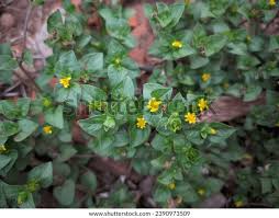 Image result for Calyptocarpus vialis