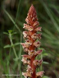 Image result for Orobanche