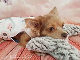 Schichten, stricken, trikot, einfache muster, anfänger, warm, kaschmir, merinowolle, juckreiz, nähen, winter, frühling gekaufter artikel: Freebook Tutorial Schnittmuster Jacke Fur Hunde