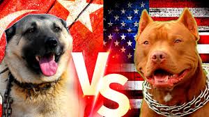 pitbull vs dogo argentino dogo argentino vs pitbull gercek dovus pitbull dogoargentino kopek youtube