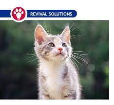 Deworming Feral Cat Colonies