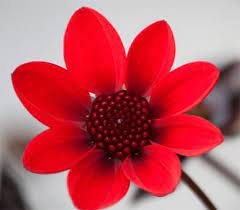 We did not find results for: Types Of Red Flowers Arenaflowersin