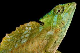 Image result for Adenopodia schlechteri