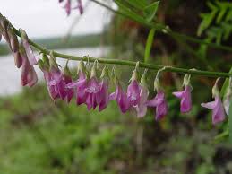 Image result for Hedysarum