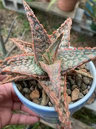 Image result for Aloe mkushiana